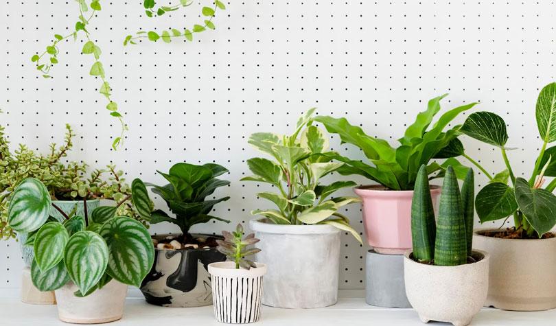 Add indoor plants